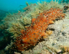 Apostichopus parvimensis