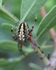 Neoscona adianta