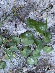 Hydrocotyle vulgaris