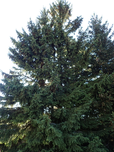 Obična smreka (Picea abies)