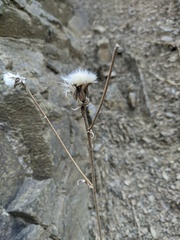 Crepis foetida