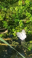 Protogoniomorpha parhassus