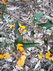 Podolobium ilicifolium