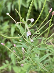 Epilobium coloratum