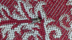 Lophocampa ingens