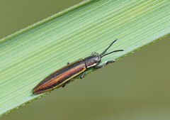 Eurispa vittata