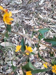 Podolobium ilicifolium