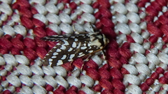 Lophocampa ingens