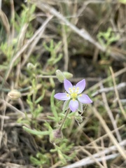 Spergularia