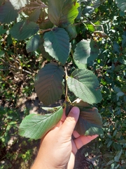 Alnus incana rugosa