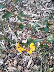 Podolobium ilicifolium