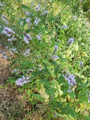 Mentha spicata