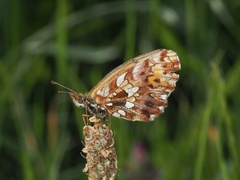 Boloria dia