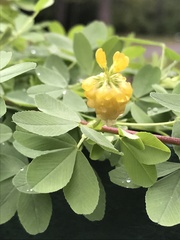 Trifolium aureum