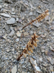 Orobanche hederae