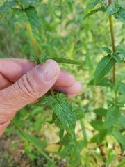Mentha spicata