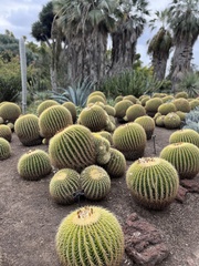 Kroenleinia grusonii