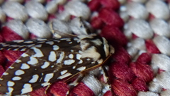 Lophocampa ingens