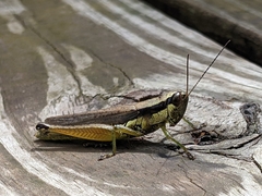 Paroxya