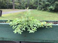 Trifolium aureum