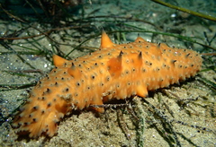 Apostichopus parvimensis