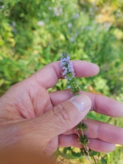 Mentha spicata