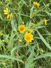 Bidens trichosperma