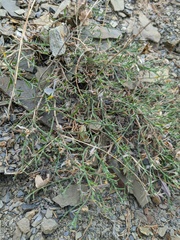 Genista albida