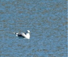 Larus californicus