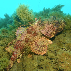 Scorpaena guttata