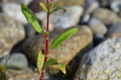 Persicaria pensylvanica