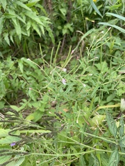 Epilobium coloratum