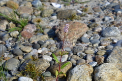 Persicaria pensylvanica