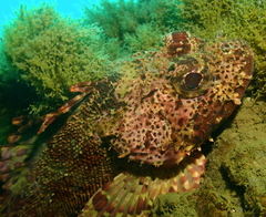 Scorpaena guttata