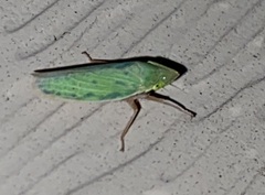 Draeculacephala antica