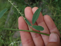 Melilotus albus