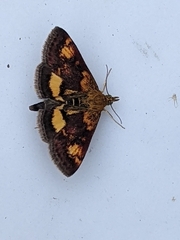 Pyrausta orphisalis