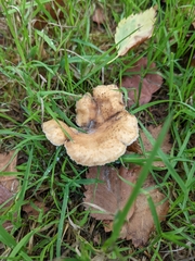 Polyporus tuberaster