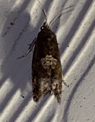 Eucosma parmatana