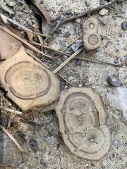 Coltricia cinnamomea