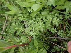 Galium trifidum