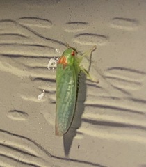 Gyponana octolineata