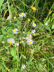 Symphyotrichum prenanthoides
