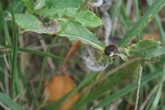 Urophora cardui