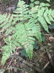 Pteridium aquilinum latiusculum