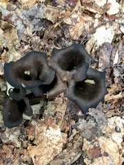 Craterellus