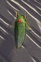 Gyponana octolineata