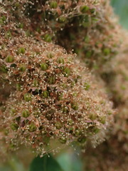 Spiraea douglasii