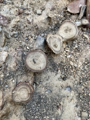 Coltricia cinnamomea