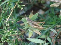 Chorthippus apricarius